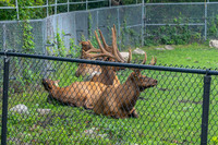 Churchill_Manitoba_2025_005