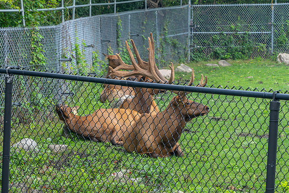 Churchill_Manitoba_2025_005