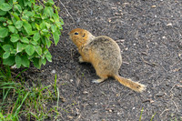 Churchill_Manitoba_2025_007