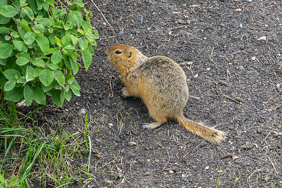 Churchill_Manitoba_2025_007