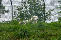 Churchill_Manitoba_2025_010