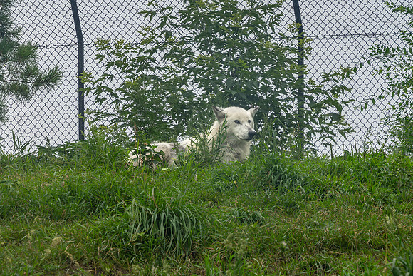 Churchill_Manitoba_2025_010