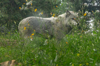 Churchill_Manitoba_2025_011