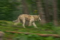 Churchill_Manitoba_2025_012