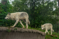Churchill_Manitoba_2025_013