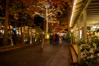 Dollywood Nov 25 01